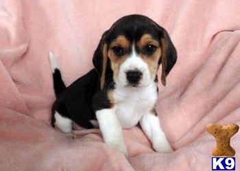 Beagle Puppies for Sale